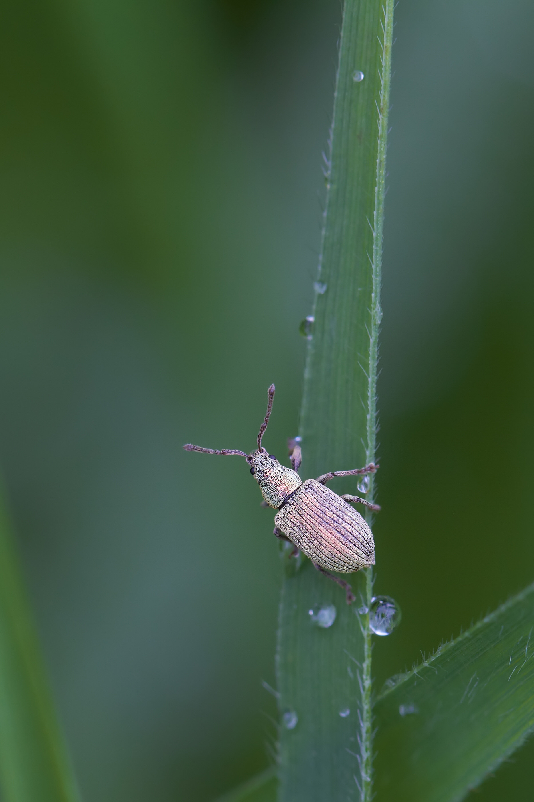 Phyllobius virideaeris  017